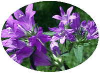 Campanula