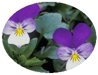 Viola Tricolor