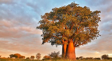 Baobab - Adansonia